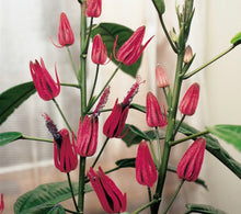 Load image into Gallery viewer, **BRAZILIAN CANDLES** *Many Flowers* Tropical Pavonia Multiflora Plant **VERY RARE!** Well Rooted Starter Plant