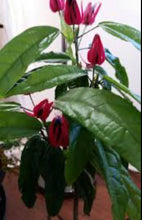 Load image into Gallery viewer, **BRAZILIAN CANDLES** *Many Flowers* Tropical Pavonia Multiflora Plant **VERY RARE!** Well Rooted Starter Plant
