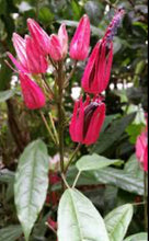 Load image into Gallery viewer, **BRAZILIAN CANDLES** *Many Flowers* Tropical Pavonia Multiflora Plant **VERY RARE!** Well Rooted Starter Plant