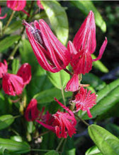 Load image into Gallery viewer, **BRAZILIAN CANDLES** *Many Flowers* Tropical Pavonia Multiflora Plant **VERY RARE!** Well Rooted Starter Plant