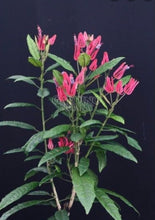 Load image into Gallery viewer, **BRAZILIAN CANDLES** *Many Flowers* Tropical Pavonia Multiflora Plant **VERY RARE!** Well Rooted Starter Plant