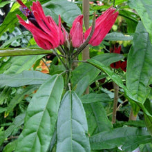 Load image into Gallery viewer, **BRAZILIAN CANDLES** *Many Flowers* Tropical Pavonia Multiflora Plant **VERY RARE!** Well Rooted Starter Plant
