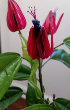 Load image into Gallery viewer, **BRAZILIAN CANDLES** *Many Flowers* Tropical Pavonia Multiflora Plant **VERY RARE!** Well Rooted Starter Plant