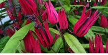 Load image into Gallery viewer, **BRAZILIAN CANDLES** *Many Flowers* Tropical Pavonia Multiflora Plant **VERY RARE!** Well Rooted Starter Plant