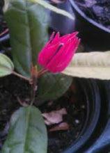 Load image into Gallery viewer, **BRAZILIAN CANDLES** *Many Flowers* Tropical Pavonia Multiflora Plant **VERY RARE!** Well Rooted Starter Plant