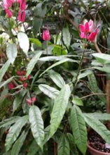 Load image into Gallery viewer, **BRAZILIAN CANDLES** *Many Flowers* Tropical Pavonia Multiflora Plant **VERY RARE!** Well Rooted Starter Plant
