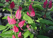 Load image into Gallery viewer, **BRAZILIAN CANDLES** *Many Flowers* Tropical Pavonia Multiflora Plant **VERY RARE!** Well Rooted Starter Plant