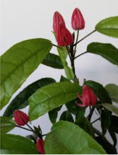 Load image into Gallery viewer, **BRAZILIAN CANDLES** *Many Flowers* Tropical Pavonia Multiflora Plant **VERY RARE!** Well Rooted Starter Plant