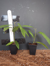 Load image into Gallery viewer, **BRAZILIAN CANDLES** *Many Flowers* Tropical Pavonia Multiflora Plant **VERY RARE!** Well Rooted Starter Plant