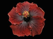 Load image into Gallery viewer, ***BLACK DREAM*** Rooted Exotic Tropical Hibiscus Plant***AKA Fancy Hibiscus