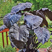 Load image into Gallery viewer, Colocasia esculenta 'Black Coral'