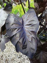 Load image into Gallery viewer, Colocasia esculenta 'Black Coral'