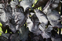 Load image into Gallery viewer, Colocasia esculenta 'Black Coral'