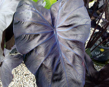 Load image into Gallery viewer, Colocasia esculenta 'Black Coral'