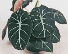 Load image into Gallery viewer, **BLACK VELVET** COMPACT ELEPHANT EAR **Alocasia Reginula** Rooted Starter Plants