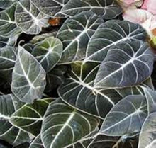 Load image into Gallery viewer, **BLACK VELVET** COMPACT ELEPHANT EAR **Alocasia Reginula** Rooted Starter Plants