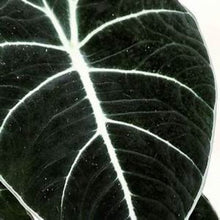 Load image into Gallery viewer, **BLACK VELVET** COMPACT ELEPHANT EAR **Alocasia Reginula** Rooted Starter Plants