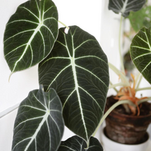 Load image into Gallery viewer, **BLACK VELVET** COMPACT ELEPHANT EAR **Alocasia Reginula** Rooted Starter Plants