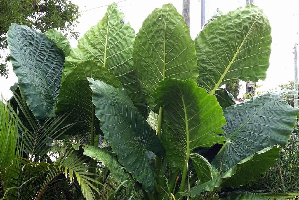 borneo giant alocasia macrorrhiza tropical elephant ear plant bulbs BORNEO GIANT* Huge ELEPHANT EAR Taro Alocasia Macrorrhiza Rooted Star – Hope's Flower Garden