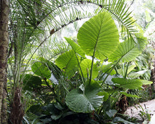 Load image into Gallery viewer, ***CALIDORA*** Elephant Ear*** Alocasia*** Well Rooted Starter Plant**COLD HARDY**GETS HUGE!