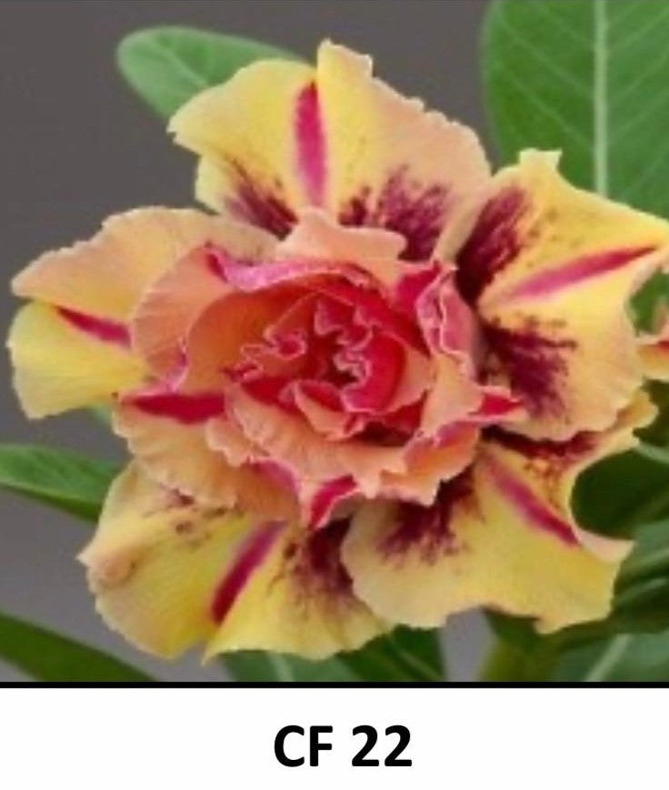 Adenium hybrid --Arrow Desert Rose