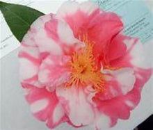 Load image into Gallery viewer, CHARLEAN VARIEGATED**** Bicolor Bloom Camellia Japonica-Live Rooted Starter Plant