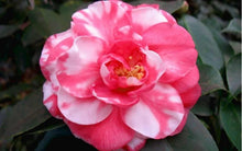 Load image into Gallery viewer, CHARLEAN VARIEGATED**** Bicolor Bloom Camellia Japonica-Live Rooted Starter Plant