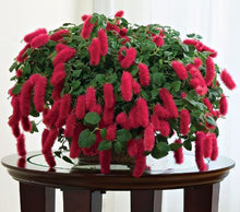 Load image into Gallery viewer, **SUMMER LOVE** Acalypha Pendula CHENILLE Plant**AKA FIRE TAIL OR CAT TAIL**