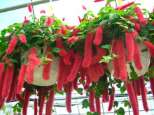Load image into Gallery viewer, **SUMMER LOVE** Acalypha Pendula CHENILLE Plant**AKA FIRE TAIL OR CAT TAIL**