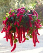 Load image into Gallery viewer, **SUMMER LOVE** Acalypha Pendula CHENILLE Plant**AKA FIRE TAIL OR CAT TAIL**