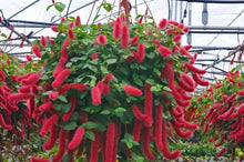 Load image into Gallery viewer, **SUMMER LOVE** Acalypha Pendula CHENILLE Plant**AKA FIRE TAIL OR CAT TAIL**