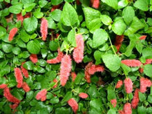 Load image into Gallery viewer, **SUMMER LOVE** Acalypha Pendula CHENILLE Plant**AKA FIRE TAIL OR CAT TAIL**