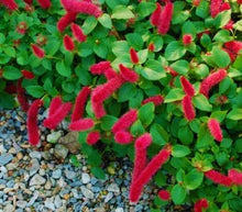 Load image into Gallery viewer, **SUMMER LOVE** Acalypha Pendula CHENILLE Plant**AKA FIRE TAIL OR CAT TAIL**