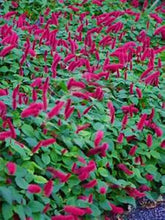 Load image into Gallery viewer, **SUMMER LOVE** Acalypha Pendula CHENILLE Plant**AKA FIRE TAIL OR CAT TAIL**