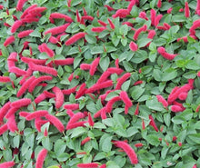 Load image into Gallery viewer, **SUMMER LOVE** Acalypha Pendula CHENILLE Plant**AKA FIRE TAIL OR CAT TAIL**