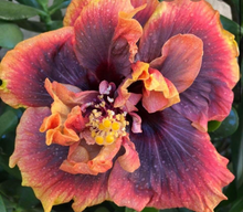 Load image into Gallery viewer, ***CROWN JELLYFISH*** Rooted Exotic Tropical Hibiscus Plant***AKA Fancy Hibiscus