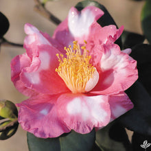 Load image into Gallery viewer, CHARLEAN VARIEGATED**** Bicolor Bloom Camellia Japonica-Live Rooted Starter Plant