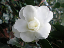 Load image into Gallery viewer, ***CHISATO-NO-AKI**** Bicolor Bloom Camellia Japonica-Live Starter Plant