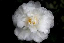 Load image into Gallery viewer, ***CHISATO-NO-AKI**** Bicolor Bloom Camellia Japonica-Live Starter Plant