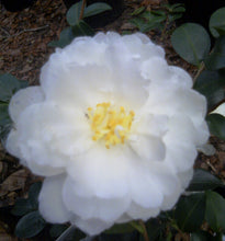 Load image into Gallery viewer, ***CHISATO-NO-AKI**** Bicolor Bloom Camellia Japonica-Live Starter Plant
