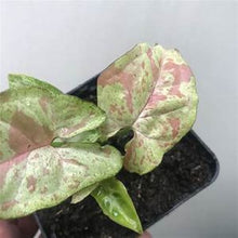 Load image into Gallery viewer, **CONFETTI SYNGONIUM* *Starter Plant* *AKA Arrowhead Plant* *Pink Splashed Leaves!!
