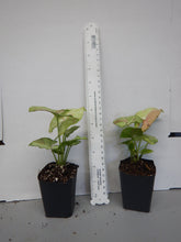 Load image into Gallery viewer, **CONFETTI SYNGONIUM* *Starter Plant* *AKA Arrowhead Plant* *Pink Splashed Leaves!!