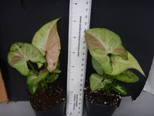 Load image into Gallery viewer, **CONFETTI SYNGONIUM* *Starter Plant* *AKA Arrowhead Plant* *Pink Splashed Leaves!!