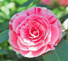 Load image into Gallery viewer, DAD'S PINK**** Bicolor Bloom Camellia Japonica-Live Starter Plant