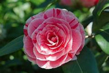 Load image into Gallery viewer, DAD'S PINK**** Bicolor Bloom Camellia Japonica-Live Starter Plant