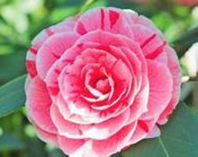 Load image into Gallery viewer, DAD'S PINK**** Bicolor Bloom Camellia Japonica-Live Starter Plant