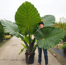 Load image into Gallery viewer, DARK STAR** ELEPHANT EAR **Alocasia** Rooted Starter Plants