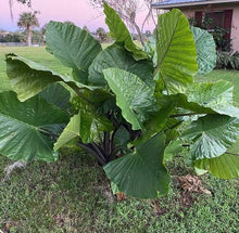 Load image into Gallery viewer, DARK STAR** ELEPHANT EAR **Alocasia** Rooted Starter Plants