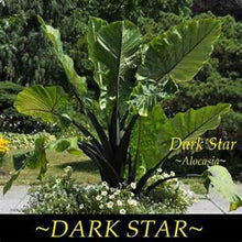 Load image into Gallery viewer, DARK STAR** ELEPHANT EAR **Alocasia** Rooted Starter Plants
