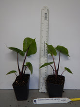 Load image into Gallery viewer, DARK STAR** ELEPHANT EAR **Alocasia** Rooted Starter Plants